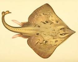 Image result for Dipturus batis