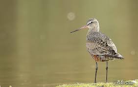 Image result for Limosa haemastica