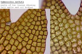 Attēlu rezultāti vaicājumam “Gymnocolea inflata”