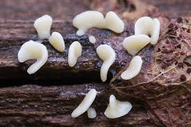 Attēlu rezultāti vaicājumam “Physarum bivalve”