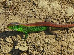 Attēlu rezultāti vaicājumam “Lacerta agilis”