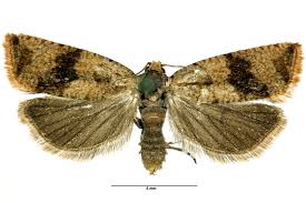 Attēlu rezultāti vaicājumam “Celypha striana”