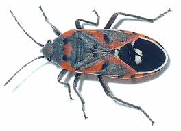 Attēlu rezultāti vaicājumam “Lygaeidae”