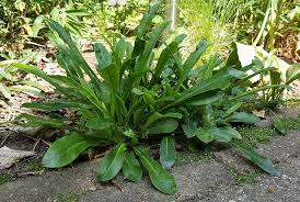 Attēlu rezultāti vaicājumam “Campanula persicifolia”