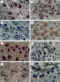 Attēlu rezultāti vaicājumam “Lecanora allophana”
