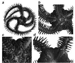 Attēlu rezultāti vaicājumam “Ophiotheca sp.”