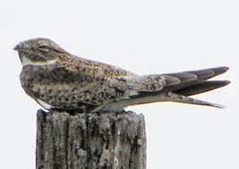 Image result for Chordeiles minor