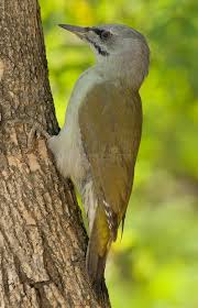 Attēlu rezultāti vaicājumam “Picus canus female”