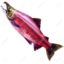 Image result for Oncorhynchus nerka
