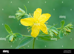Attēlu rezultāti vaicājumam “Hypericum maculatum flower”