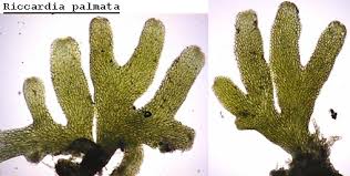 Attēlu rezultāti vaicājumam “Riccardia palmata”