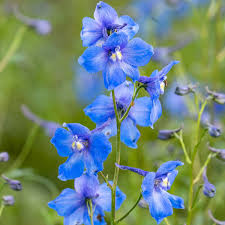 Image result for Rittersporn