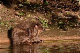 Attēlu rezultāti vaicājumam “Castor fiber”