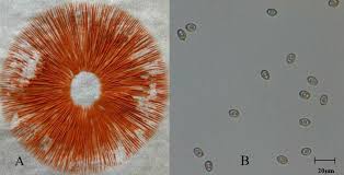 Attēlu rezultāti vaicājumam “Badhamiopsis praetermissa spores”