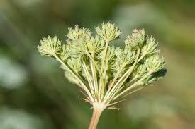 Attēlu rezultāti vaicājumam “Libanotis montana”