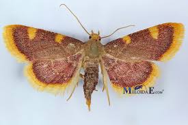 Attēlu rezultāti vaicājumam “Hypsopygia costalis”