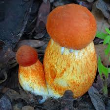 Attēlu rezultāti vaicājumam “Boletales”