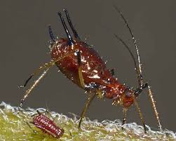 Attēlu rezultāti vaicājumam “Uroleucon hypochoeridis”