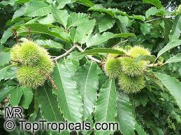 Attēlu rezultāti vaicājumam “Castanea sativa  fruit”