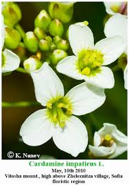 Attēlu rezultāti vaicājumam “Cardamine impatiens flower”