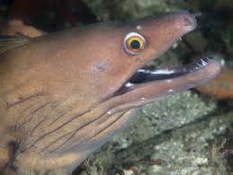 Image result for Gymnothorax vicinus