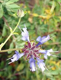 Attēlu rezultāti vaicājumam “Dianema nivale sessile”