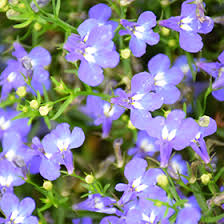Attēlu rezultāti vaicājumam “Lobelia erinus”