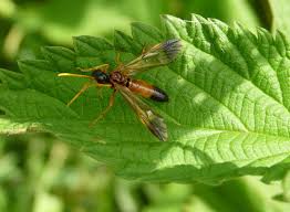 Attēlu rezultāti vaicājumam “Tenthredo campestris”