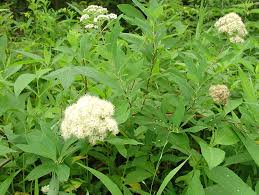 Attēlu rezultāti vaicājumam “Spiraea”