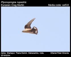 Image result for Ptyonoprogne rupestris