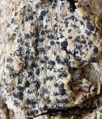 Attēlu rezultāti vaicājumam “Opegrapha rufescens”