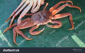 Image result for Chionoecetes opilio