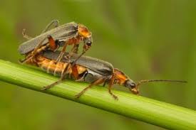 Attēlu rezultāti vaicājumam “Cantharis nigricans”