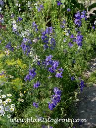 Image result for Consolida ajacis oder Consolida regalis