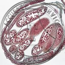 Attēlu rezultāti vaicājumam “Capsella bursa-pastoris bud”