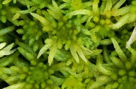 Attēlu rezultāti vaicājumam “Sphagnum riparium”