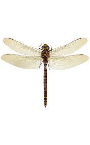 Attēlu rezultāti vaicājumam “Aeshna grandis”