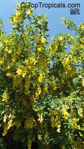 Image result for Laburnum anagyroides