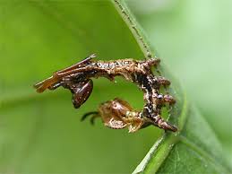 Attēlu rezultāti vaicājumam “Stauropus fagi larva”