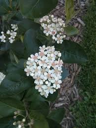Attēlu rezultāti vaicājumam “Aronia melanocarpa flower”