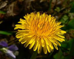 Attēlu rezultāti vaicājumam “Taraxacum officinale aggr. fruit”
