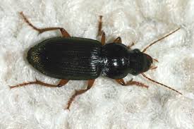 Attēlu rezultāti vaicājumam “Harpalus sp.”