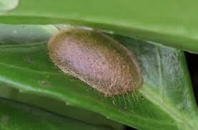 Attēlu rezultāti vaicājumam “cocoon”