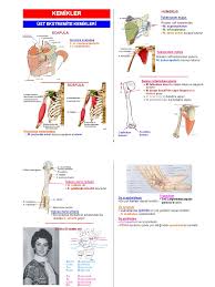 Image result for b%FD%E7ak anatomisi