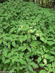 Attēlu rezultāti vaicājumam “Impatiens noli-tangere leaf”