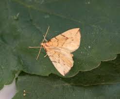 Attēlu rezultāti vaicājumam “Eulithis pyraliata”