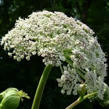 Image result for Angelica archangelica