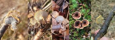 Attēlu rezultāti vaicājumam “Polypores”