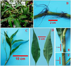 Attēlu rezultāti vaicājumam “Persicaria maculosa leaf”