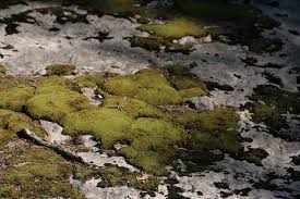 Attēlu rezultāti vaicājumam “Tortella inclinata”